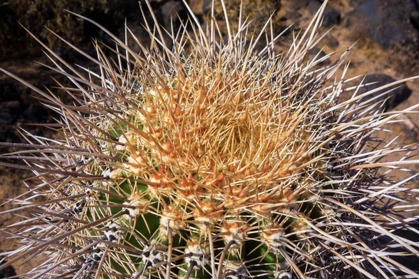 Primo Piano Della Corona Cactus Saguaro Con Spine Lunghe Affilate — Foto Stock