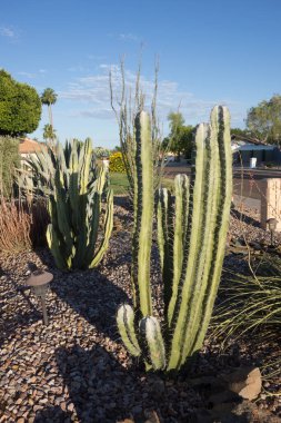 Arizona Çölü tarzı yol kenarı Xeriscaping Kaktüs, agave ve ocotillo ile Phoenix şehrinde