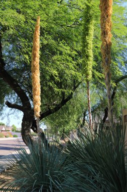 Phoenix, Arizona 'da Xeriscaped şehir caddesi boyunca Desert Spoon (Dasylirion Wheeleri) kümesi (Sotol olarak da bilinir)