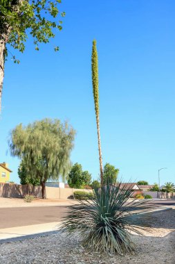 Arizona, Phoenix 'teki Xeriscaped şehir sokağı boyunca Desert Spoon (Dasylirion Wheeleri) ailesinin bir üyesi.