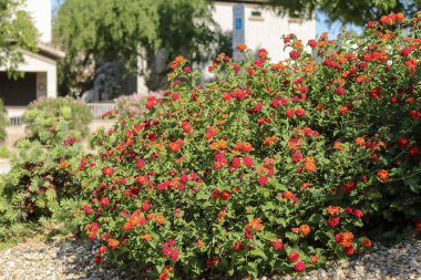 Phoenix, Arizona 'da, Xeriscaped yol kenarında çiçek açan kırmızı Lantana Camara çalısı.