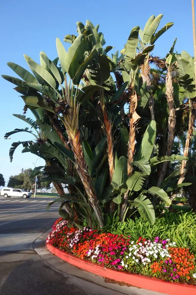 位于加州圣地亚哥的Mission Bay Bahia Point和Ventura Cove公共海滩入口附近花坛上的热带植物巨鸟 Strelitzia Nicolai — 图库照片