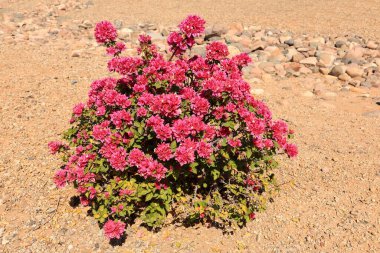 Kırmızı renkler açan Bougainvillea çalısı Arizona çöl tarzı Xeriscaping düzeneği