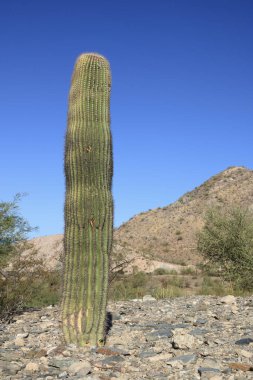 Dikkatli bir şekilde yenilenmiş rüya çölü konservesinde genç Saguaro kaktüsü yeniden ekildi, Phoenix, AZ