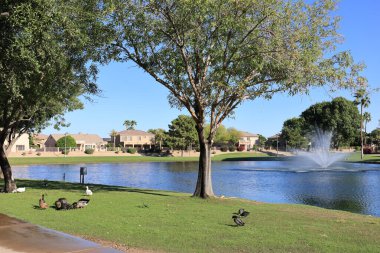 Dos Lagos Parkı dinlenme alanı Glendale, Arizona 'da mavi su gölünün yanındaki yeşil çimenlikte ördekler.