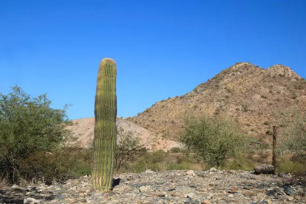 Dikkatli bir şekilde yenilenmiş rüya çölü konservesinde genç Saguaro kaktüsü yeniden ekildi, Phoenix, AZ