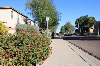 Phoenix, AZ 'de kuraklığa dayanıklı bitkilerle dolu yol kenarı boyunca yaygın kırmızı Lantana' nın sonbaharda açması