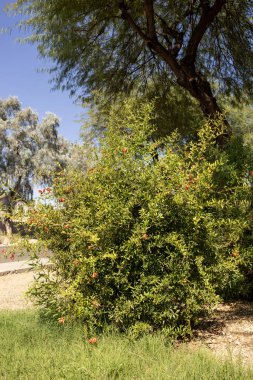 Temiz kırmızı çiçekler ve Amerika 'nın güneybatısındaki şehir yolları boyunca süs bitkisi olarak kullanılan cüce nar ağacının dallarından sarkan küçük olgun meyveler.