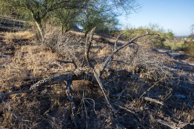 Cholla kaktüsünün kurumuş odunsu iskeleti Rüya Çölü Dağ Koruma Alanında yürüyüş parkurlarının yanında, Phoenix, Arizona