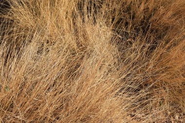 Kuru Pennisetum Setaceum Çimeni olarak da bilinir.