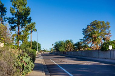 Phoenix, Arizona 'da bulutsuz mavi gökyüzünün altında dikenli armut kaktüsleri, çöl çam ağaçları ve kral palmiyelerinin yer aldığı Xerisscaped yol kenarları; kopyalama alanı