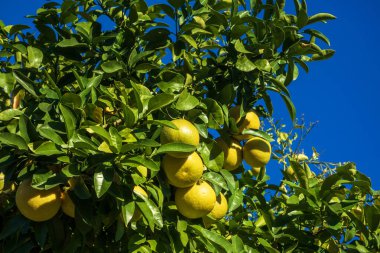 Sonbaharda Arizona 'da açık mavi gökyüzüne karşı yeşil yaprakların arasında kalın ağaç tacında sallanan olgunlaşmış greyfurt kümesi. 