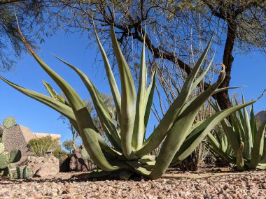 Agave vilmoriniana (vilmoriana) Xeriscaped çöl çiçek tarhında ahtapot agave olarak da bilinir.