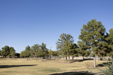 Dos Lagos Park, Glendale, Arizona 'da çam ağaçları ve çimenli oyun alanları