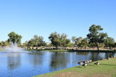 Kanada kazları, Dos Lagos Park, Glendale, Arizona 'daki güney göl kıyısında çimlerde otluyor.