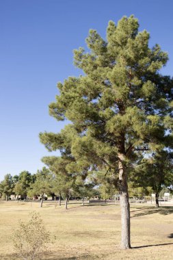 Dos Lagos Park, Glendale, Arizona 'da çam ağaçları ve çimenli oyun alanları