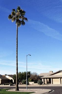 Xeriscaped sokak köşesi gökyüzü yüksek palmiye ile süslenmiş, kuraklık kaktüsü ve Phoenix, Arizona 'da küçük yeşil bir çim tarlası.