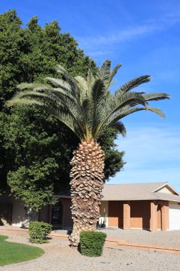 Kral Palmiye ile süslenmiş Xeriscaped yol kenarı, kuraklığa dayanıklı çalılar, küçük yeşil çimen tarlası ve Phoenix 'te çöl tarzı çakıl, AZ