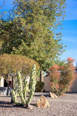 Çöl yerlisi Totem Kutup kaktüsü ve sulu Euphorbia Tirucalli ayrıca Phoenix, Arizona 'da Xeriscaped yol kenarında Ateş Çubukları olarak da bilinir.