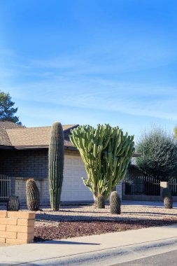 Arizona 'da sıcak ve güneşli bir kış sabahı. Xeriscaplı yerleşim bölgesi. Kaktüslerle süslenmiş doğal çöl çakılları. 