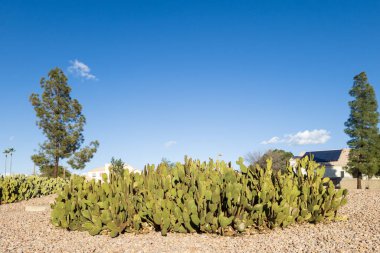 Arizona çöl stili Xeriscaping neredeyse omurgasız Nopal veya Armut kaktüsü ile Phoenix şehrinde 
