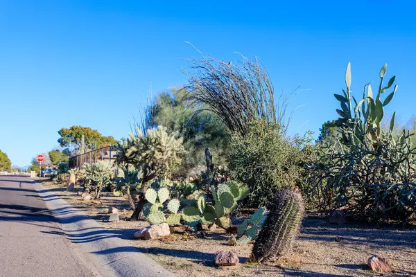 亚利桑那州菲尼克斯市美丽而危险的多刺的柱状花冠和桨状仙人掌覆盖的路边 跳跃着耐旱性极强的奇拉和奥科提罗沙漠植物 免版税图库图片
