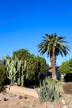Çöl kaktüsleri, narenciye ağaçları ve tropikal kral palmiyeleri Arizona 'nın ılık kış ikliminde karışıyor.