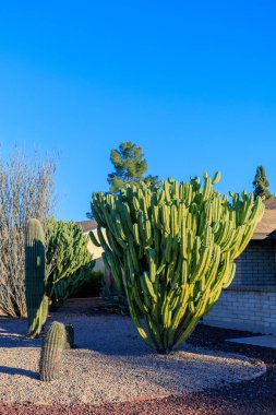Çöl stili Xeriscaping ile sütun ağacı benzeri çöl mısır gevreği kaktüsü ve Phoenix, Arizona 'da iki renkli çakıllar.
