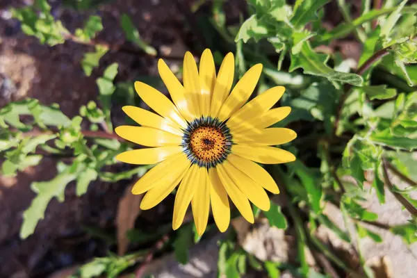 Zbliżenie Kwitnącej Afrykańskiej Daisy Lub Dimorphotheca Sinuata Jasny Żółty Kwiat Obraz Stockowy