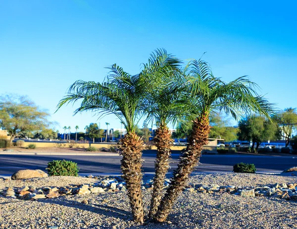 Dwarf palm trees in desert style xeriscaped streets in Phoenix, Arizona