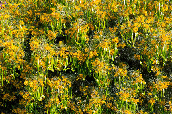Австралийский коренной пернатый Кассия (Senna Artemisioides) с блестящими серно-желтыми цветами в начале весны