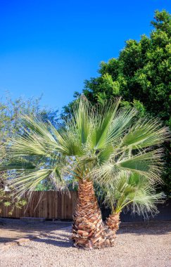 Desert style xeriscaped roadside decorated with a beautiful tropical palm duo in city of Phoenix, Arizona clipart