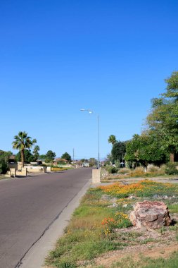 Afrika Papatyası (Dimorphotheca sinuata) bahar zamanı, Phoenix, Arizona 'da yol kenarları boyunca parlak sarı çiçeklerle tamamen çiçek açar.