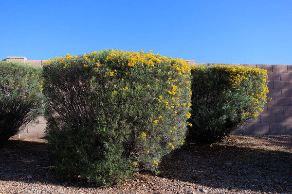 Пернатая Кассия (Senna Artemisioides) кустарники свободно расположенные как неофициальная изгородь над скалистыми пустынными краями дороги, чтобы контролировать почву