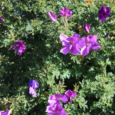 İlkbaharın başlarında açan Alyogyne huegelii (Mavi Hibiscus)