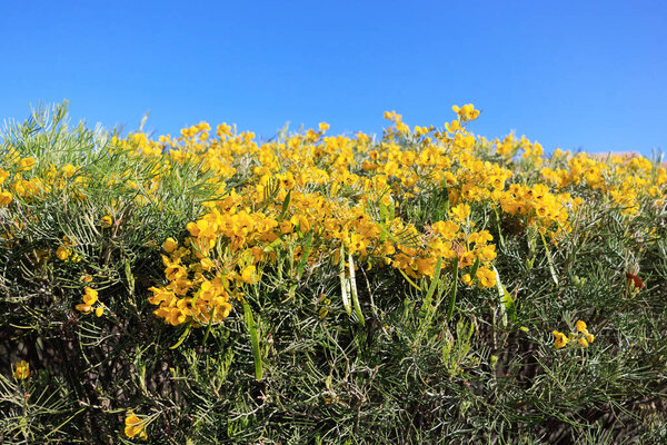 Крупный план естественной изгороди из пернатого кассия (Senna Artemisioides) с яркими серно-желтыми цветами ранней весной