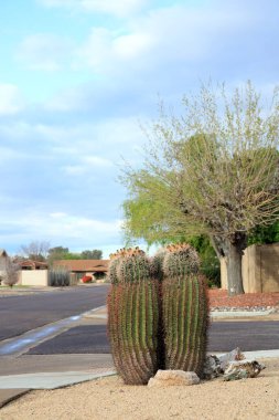 Arizona 'da bir sokak köşesinde yağmurlu bir geceden sonra dikenli olta kancası kaktüsü kümesi.