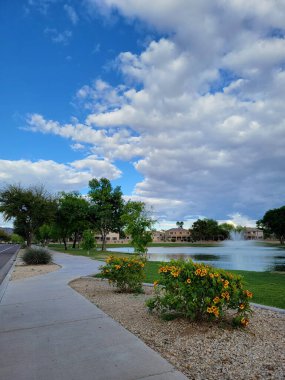 Glendale 'deki Dos Lagos parkının kuzey kıyısında cüce Sparky Tecoma çalısı Arizona' da bahar erken çiçek açtı.