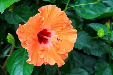 Closeup of bright colored Mandarin Tradewinds Hibiscus blooming flower with dark green glossy leaves background clipart
