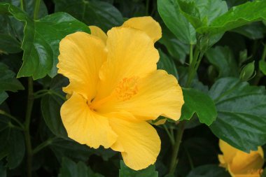 Closeup of bright colored Yellow Tradewinds Hibiscus blooming flower with dark green glossy leaves background clipart