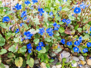BlueBell 'ler, Phacelia Campanularia, güneşli Arizona ve Kaliforniya' ya özgü dağ sıraları ve ilkbaharın başlarındaki arazileri kaplayan çöller