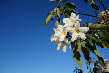 Anacahuita (also known as Cordia Boissieri, White Cordia, Mexican olive, Texas wild olive) flowering in early Spring; copy space clipart
