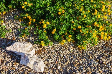 Çiçek açan altın sarısı Lantana Camara Çölün ortasında Xeriscaplı topraklar Phoenix, Arizona