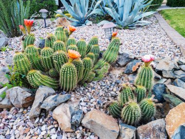 Parlak renkli çiçek açan kirpi kaktüsü, Echinocereus, Phoenix, AZ 'de çöl stili Xeriscaped alanlarında
