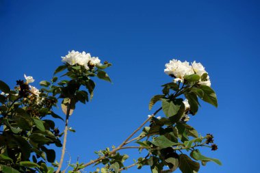 Anacahuita (also known as Cordia Boissieri, White Cordia, Mexican olive, Texas wild olive) flowering in early Spring, copy space clipart