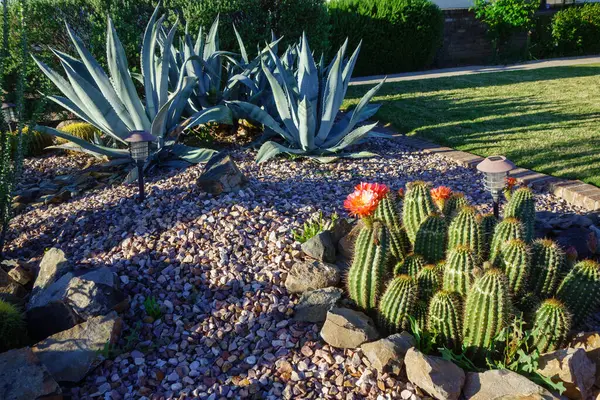 Blooming Hedgehog kaktüsü, Echinocereus ve Blue Agave Xeriscaped Desert Stadyumu 'nda Phoenix, AZ' deki yeşil çimlerin yanında.