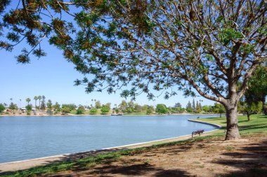 Kiwanis Park Gölü, Tempe, Arizona kıyısındaki gölgeli ağaçları rahatlatmak için davet ediyorum. 