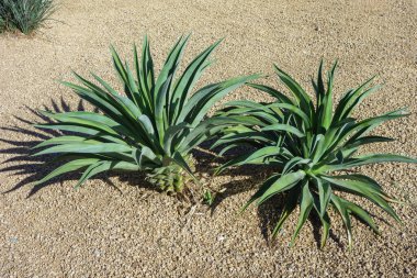 Arizona Xeriscaping ile Agave sukulents ve çöl tarzı çakıl kaplı toprak