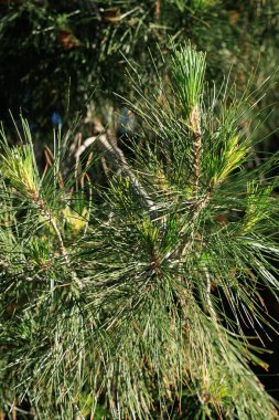 Closeup of light green spring fascicles of Eldarica pine (Pinus eldarica) surrounded by older dark green needles clipart