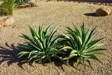 Çölde yetişen sulu bitkiler. Amerika 'nın güneybatısındaki çimenli yeşil çimlerin yanında.